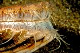 The Smiling Scallop - James Wright - Marine Nature Reserve Ambience - 2nd Place